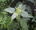 Tầm ma dioica