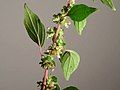 Hoa của cây Parietaria judaica