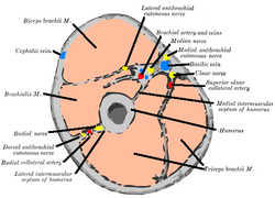 Hình ảnh cắt qua phần giữa của cánh tay, với cơ cánh tay ('Brachialis') nằm ở giữa bên trái.