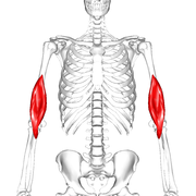 Vị trí của cơ cánh tay (màu đỏ cho thấy vị trí)