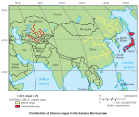 Phân bố của loài Channa argus. Nguồn: USGS 2004[2]