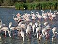 Hồng hạc lớn tại Camargue