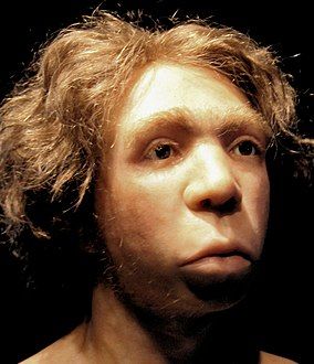 Mô hình tái tạo của Neanderthal Le Moustier dựa trên hộp sọ, trưng bày tại Bảo tàng Neues ở Berlin[9]