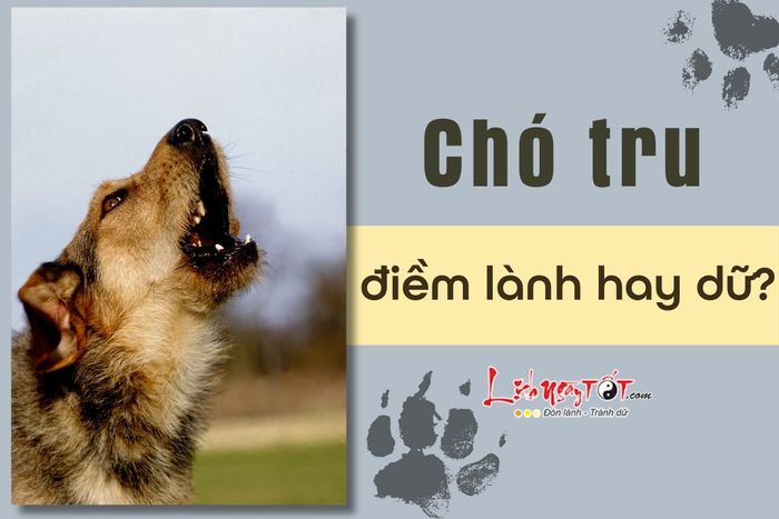 Ý nghĩa của tiếng chó tru