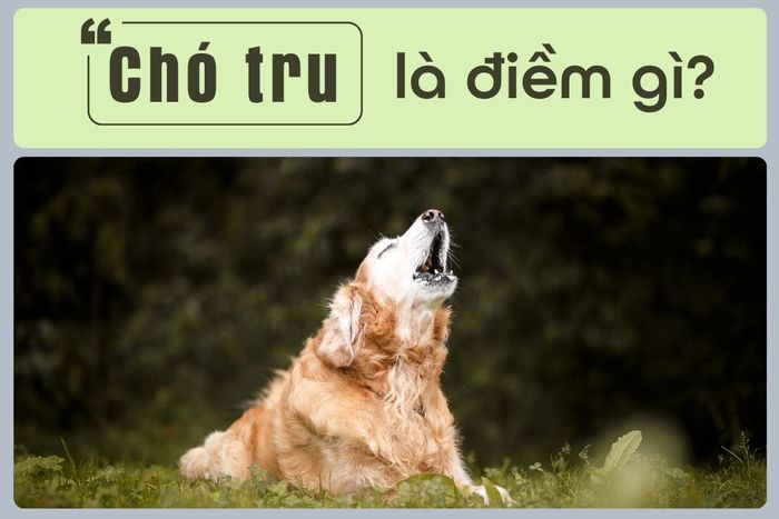 Tiếng chó tru