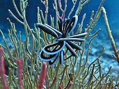 Cenometra bella, thuộc phân ngành Colobometridae