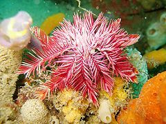 Ptilometra australis, thuộc phân ngành Ptilometridae