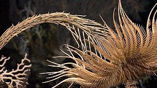 Thân và cánh tay của một loài crinoid (gia đình Isselicrinidae)