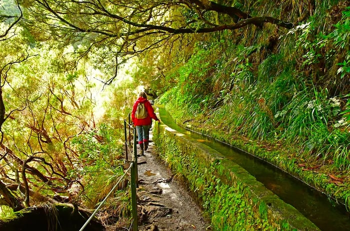 A woman strolls along a levada in Madeira, surrounded by lush greenery.