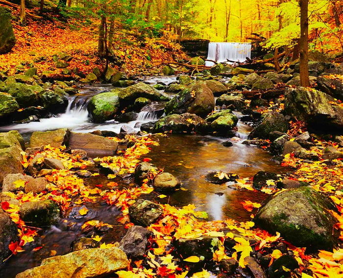 Trails in the Hudson Valley are lined with beech trees and sugar maples adorned in gold and vibrant yellow hues.