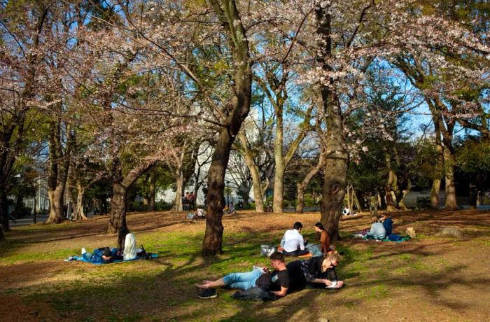 Several couples enjoy a picnic on blankets beneath blooming cherry blossoms