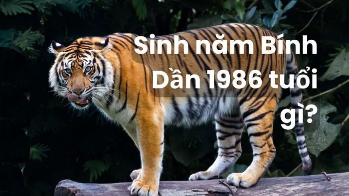 Mệnh và tuổi của người sinh năm 1986 là gì?