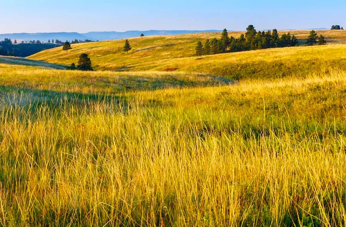 gentle hills covered in grass, scattered with trees.