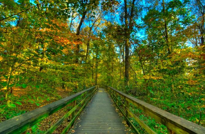 A wooden walkway amid autumn foliage.