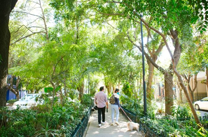 A couple walks leisurely down the tree-lined avenues of Condesa with their dog.