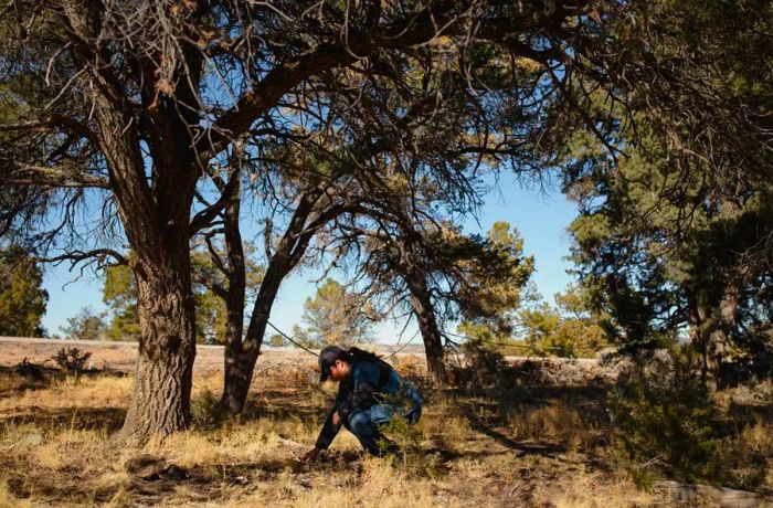 A Native American woman wearing a black cap and sporting a ponytail crouches beneath piñon trees.