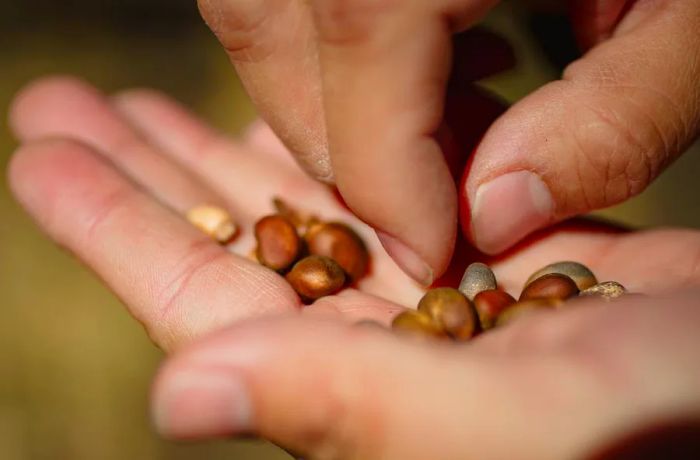 Piñon nuts resting in the palm of a hand.