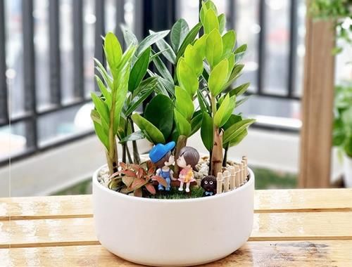 cây kim tiền thích hợp để trồng ở ban công