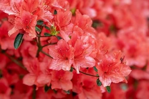 hoa đỗ quyên nên trồng ở ban công