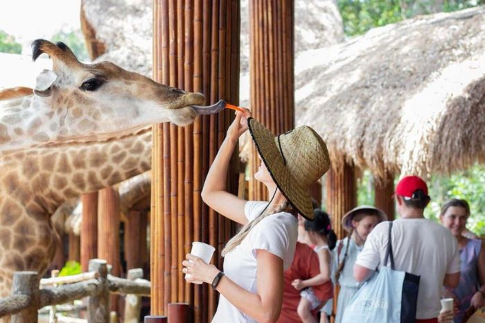 Cho hươu cao cổ ăn tại Vinpearl Safari Phú Quốc