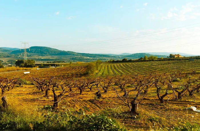 A landscape filled with grapevines.