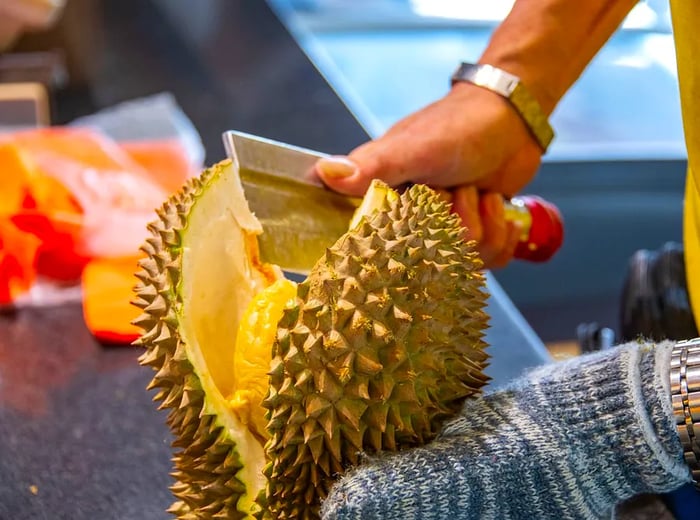 A server delicately holds a durian in one gloved hand while prying it open with the other.