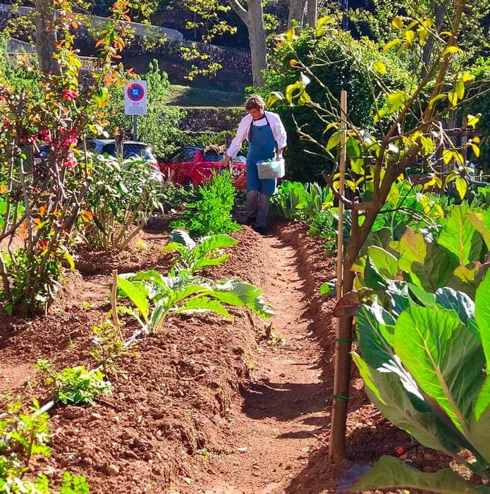 A man in an apron meticulously sows seeds into a row within a vegetable garden.