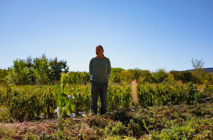 A man with a graying ponytail stands surrounded by rows of chile plants.