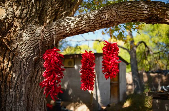 Bunches of red chiles dangle from a tree.