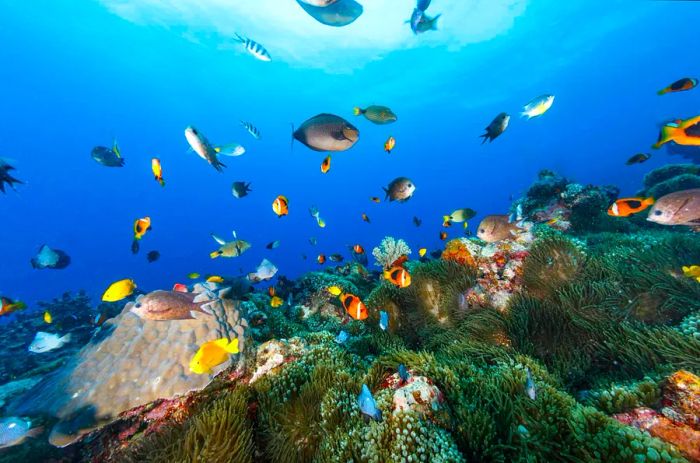 An underwater shot captures vibrant fish darting among various corals in Vanuatu.