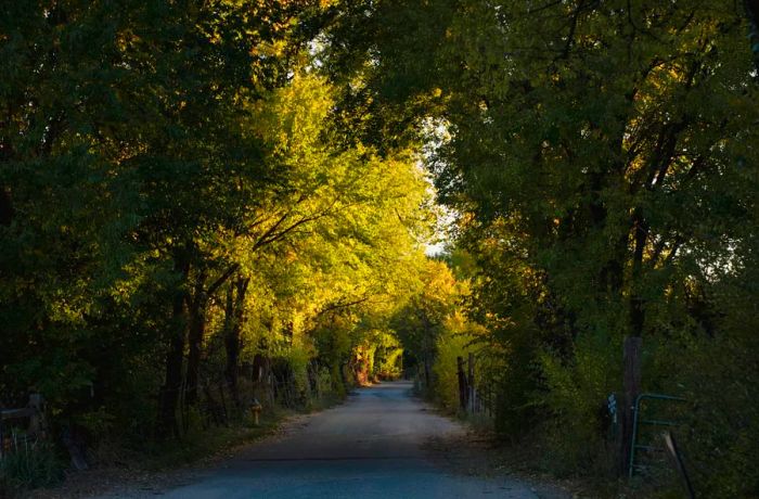 A lush canopy of trees stretches over a quaint country road.