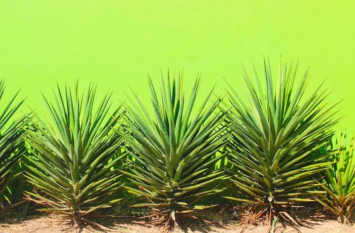 A row of towering, spiky agave plants stands in front of a vibrant green wall.