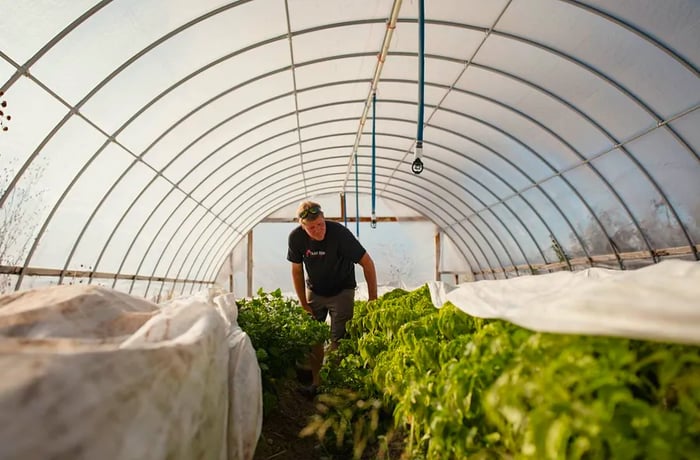 A man strolls through a greenhouse filled with thriving plants.