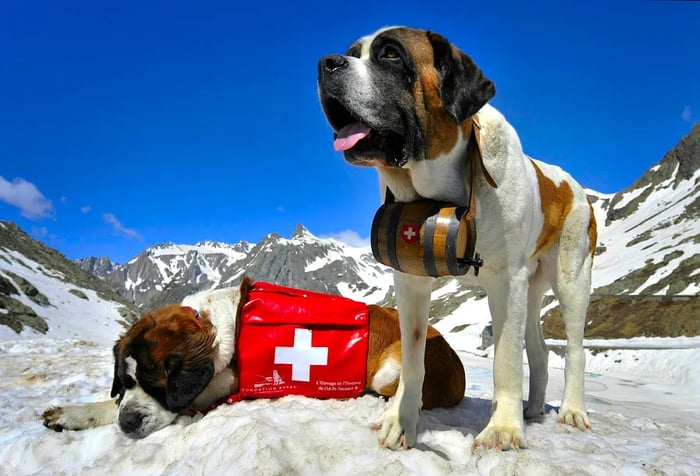 Two St Bernard dogs (Katy and Salsa) sit proudly at the Great St Bernard Pass, Switzerland