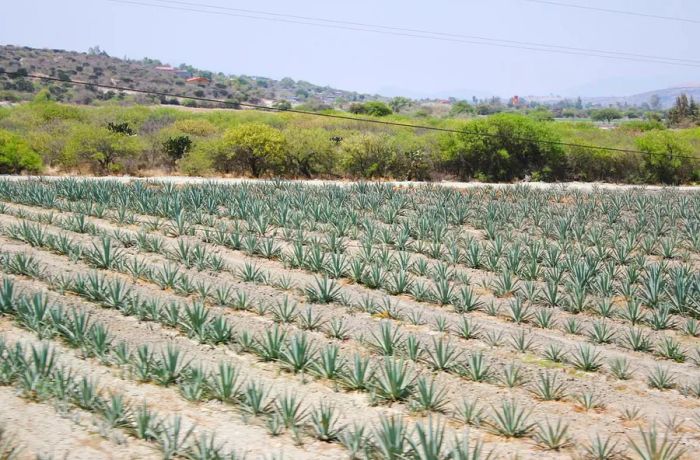 Rows of young agave plants.