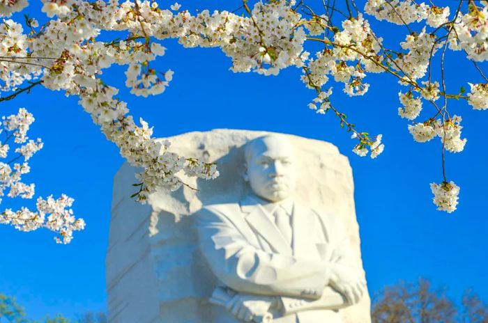 Cherry blossoms frame a grand stone memorial dedicated to Martin Luther King Jr.