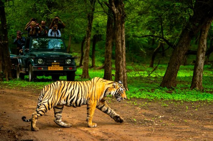 A majestic royal Bengal tiger spotted during the monsoon season at Ranthambore National Park