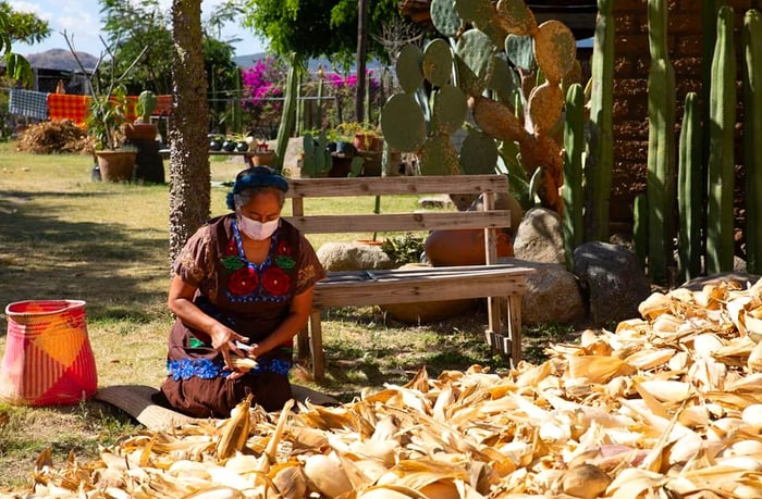 A woman in traditional dress and a mask kneels beside a towering mound of corn.