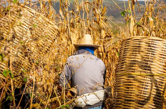 A man in a hat, viewed from behind, walks through a cornfield, flanked by large wicker baskets on either side.