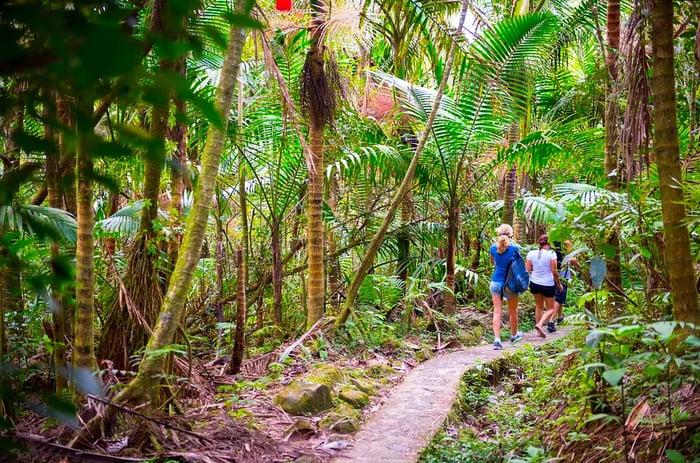 Three individuals stroll along a path in El Yunque National Forest, Puerto Rico