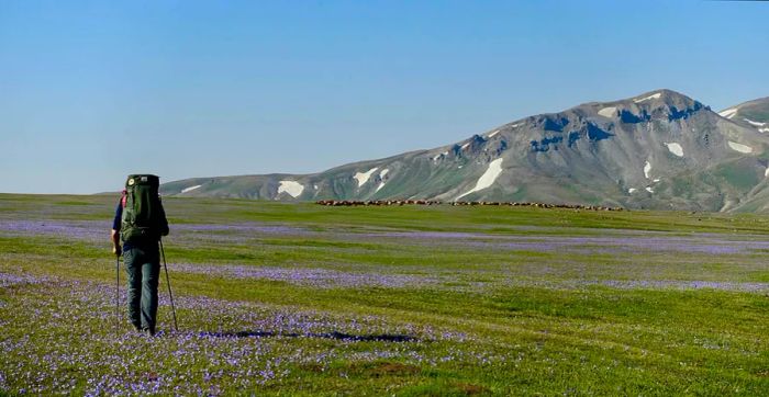 Hiker surrounded by flowers in a meadow along the Transcaucasian Trail in the Gegham Mountains, Armenia