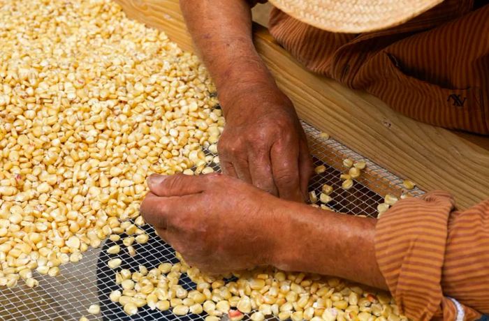 Two hands carefully work to remove corn kernels from their cobs.