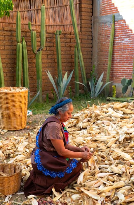 Kneeling by a large heap of corn, a woman cradles an ear of corn in her hands.