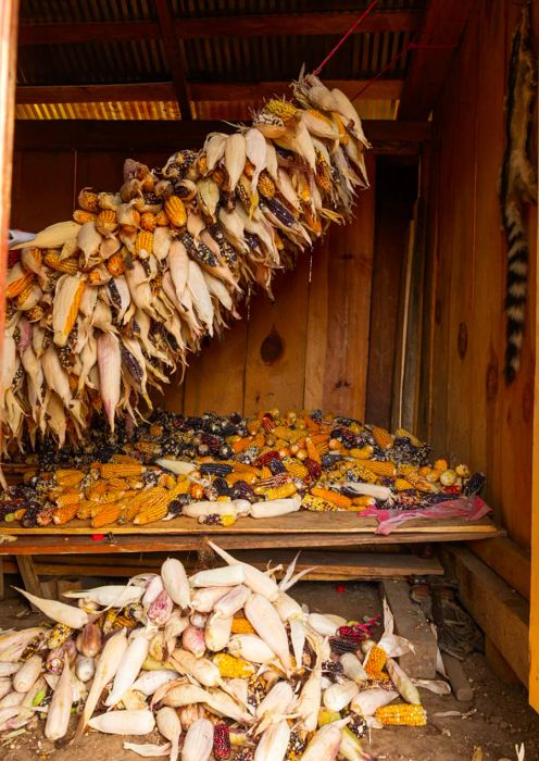 A wooden room features corn scattered on the floor, suspended from the ceiling, and resting on a wooden bench.