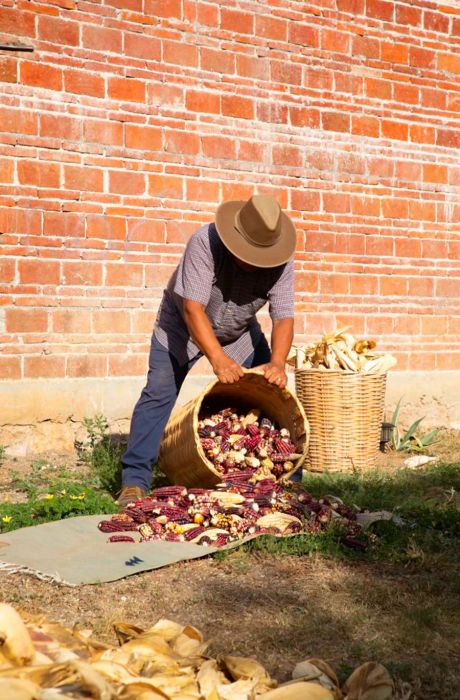 A man empties a basket of shucked corn onto the ground.