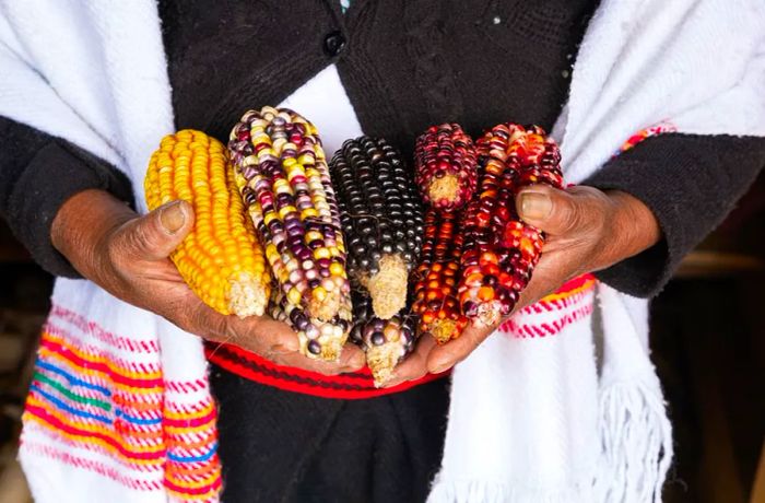 A woman displays four varieties of shucked corn in her hands.