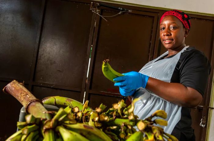 A cook glances at the camera while peeling green plantains.