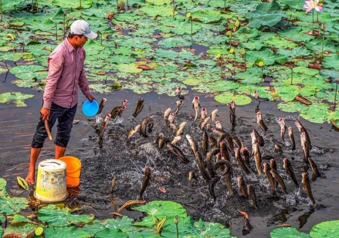Khám phá vẻ đẹp của 6000 cây hoa tại Cánh đồng hoa hồng Sa Đéc