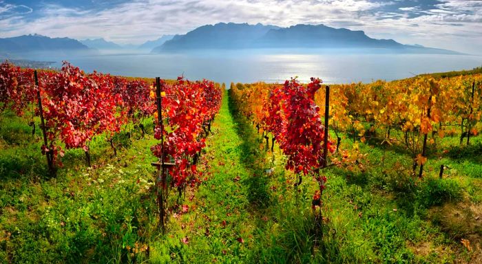 A panoramic view of autumn vineyards in the Lavaux-Oron District, with Lake Geneva shimmering in the background.