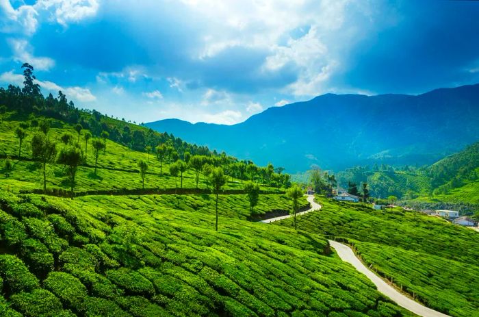 A road winds through vibrant green tea plantations.